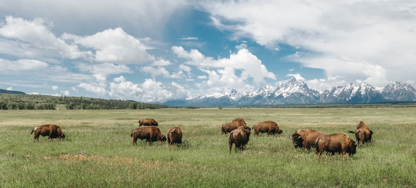 Yellowstone: Private Scenic Driving Summer Tour