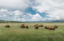 Yellowstone: Private Scenic Driving Summer Tour