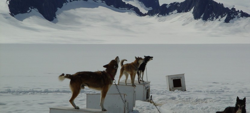 Dogsledding + Helicopter with Glacier Landing Shore Excursion