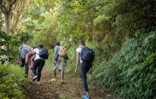 Blue Mountain Hike and Coffee Tour from Ocho Rios