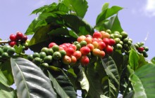 Blue Mountain Sightseeing and Coffee Tour from Ocho Rios