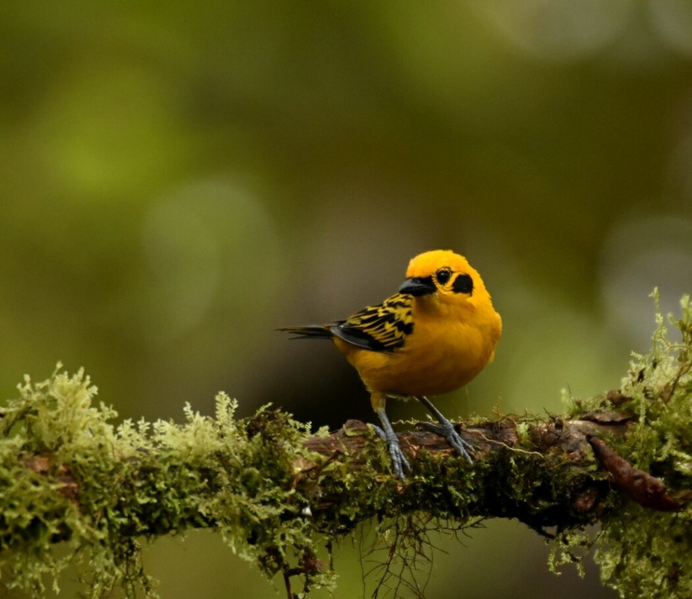 Private Mindo Cloud Forest Tour | Nature, Birds & Chocolate Experience