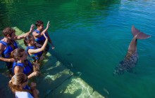 Puerto Morelos Delphinus: Dolphin Ride