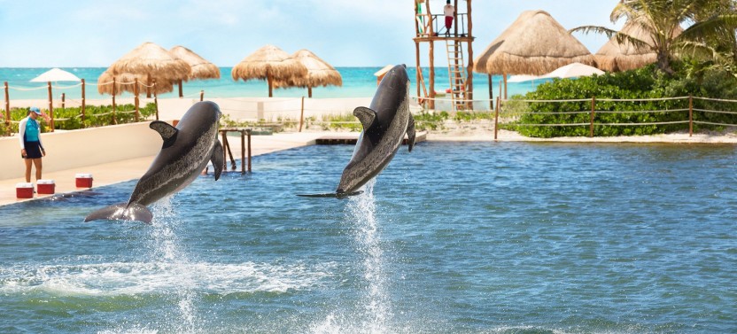Punta Cancun Delphinus: Primax