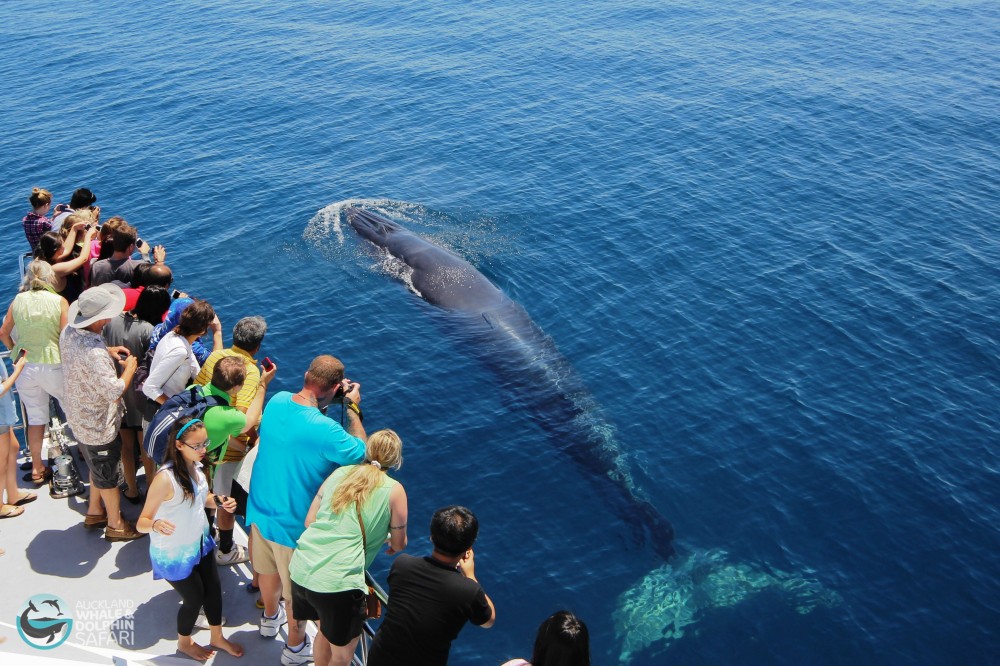 Marine Mammal Eco-Safari - Auckland | Project Expedition