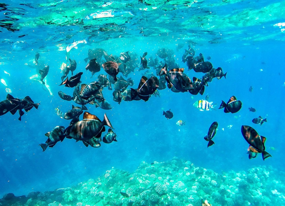 Half Day Snorkeling to the Island of Lanai Lahaina Project Expedition