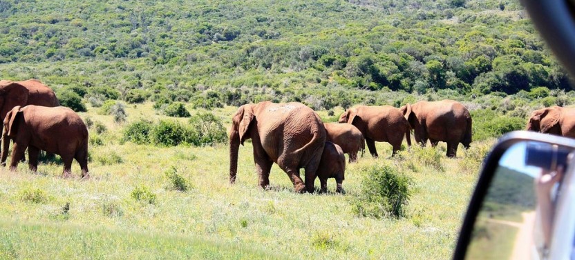 5 Day Best of South Africa's Garden Route & Addo Adventure