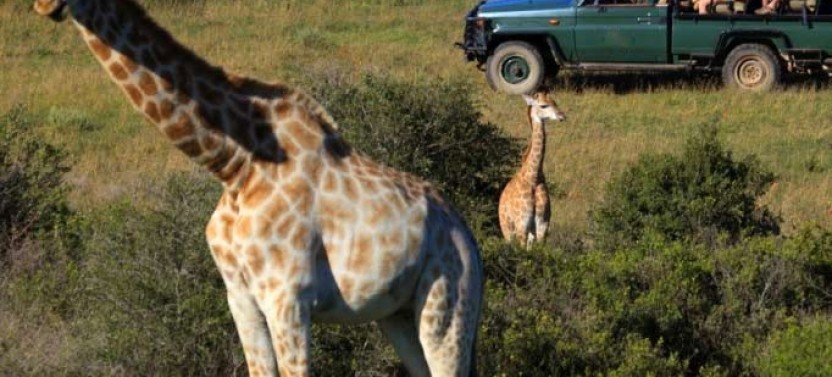 3 Day Garden Route and Safari Adventure Tour