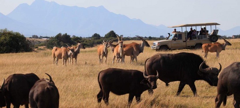 3 Day Garden Route and Safari Adventure Tour