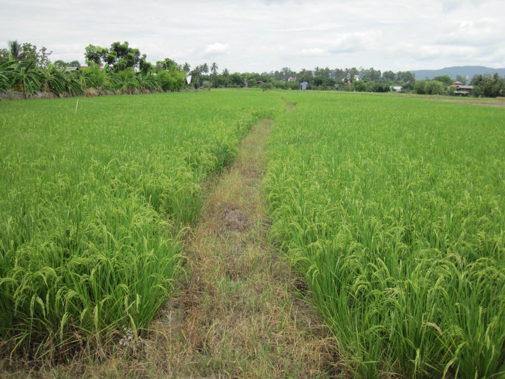 Leisure Rice Field Vision Road Ride