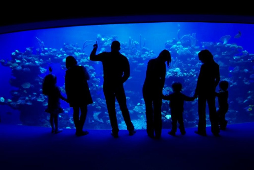 Palma Aquarium Excursion - Alcudia | Project Expedition