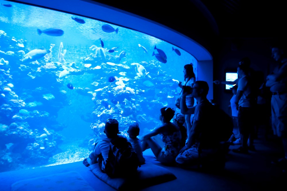 Palma Aquarium Excursion - Alcudia | Project Expedition