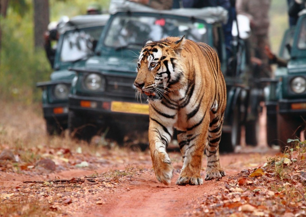 8 Day Golden Triangle with Ranthambore Wildlife Tour