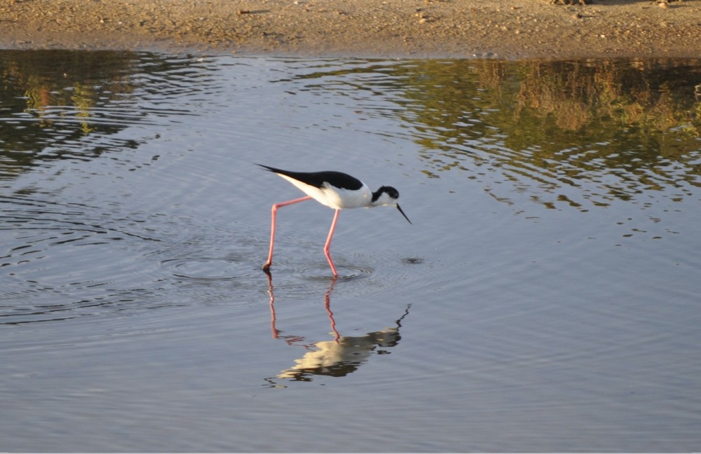 Birdwatching in Ludo & Quinta do Lago – Ria Formosa from Faro - Faro ...