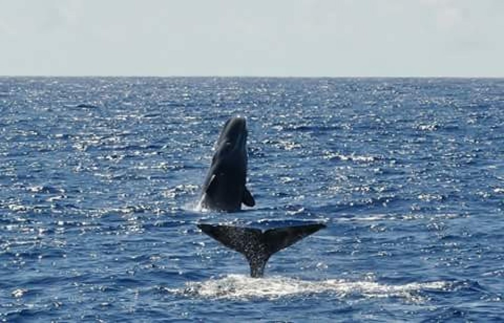 Whale Watching - Half Day