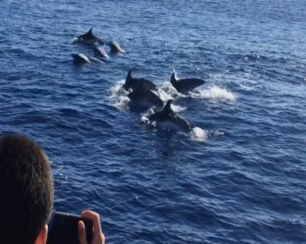 ANC Azores Holidays. Pt