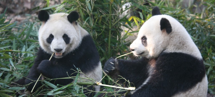 Private Chengdu Research Base of Giant Panda and Jinsha Site Museum