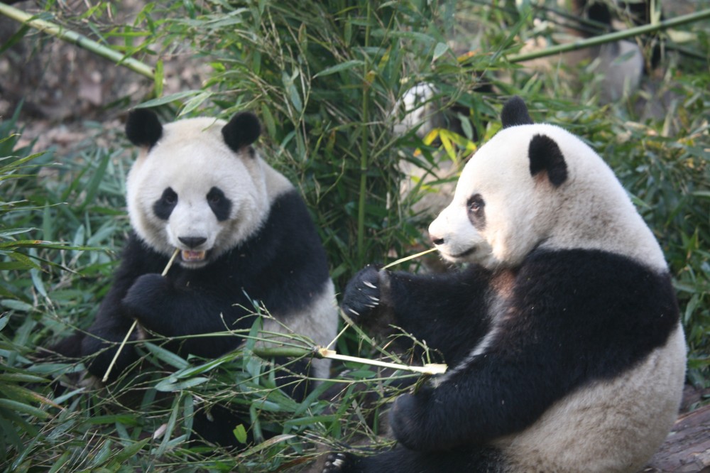 Private Chengdu Research Base of Giant Panda and Jinsha Site Museum