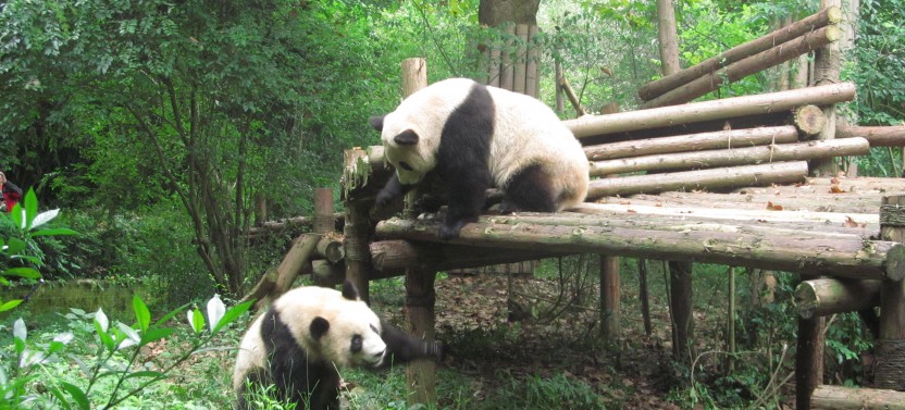 Private Chengdu Research Base of Giant Panda and Jinsha Site Museum
