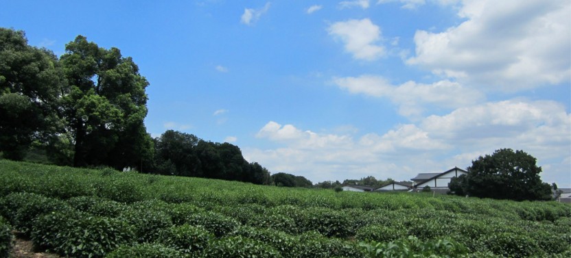 Private Hangzhou Day Tour Chinese Tea Culture and West Lake