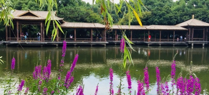 Private Hangzhou Day Tour Chinese Tea Culture and West Lake