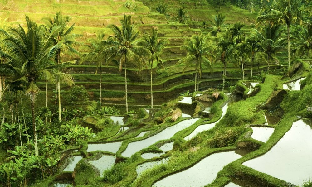 ATV Tour + Ubud Tour Combo Package