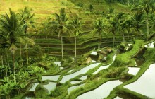 Rio Bali Tours1