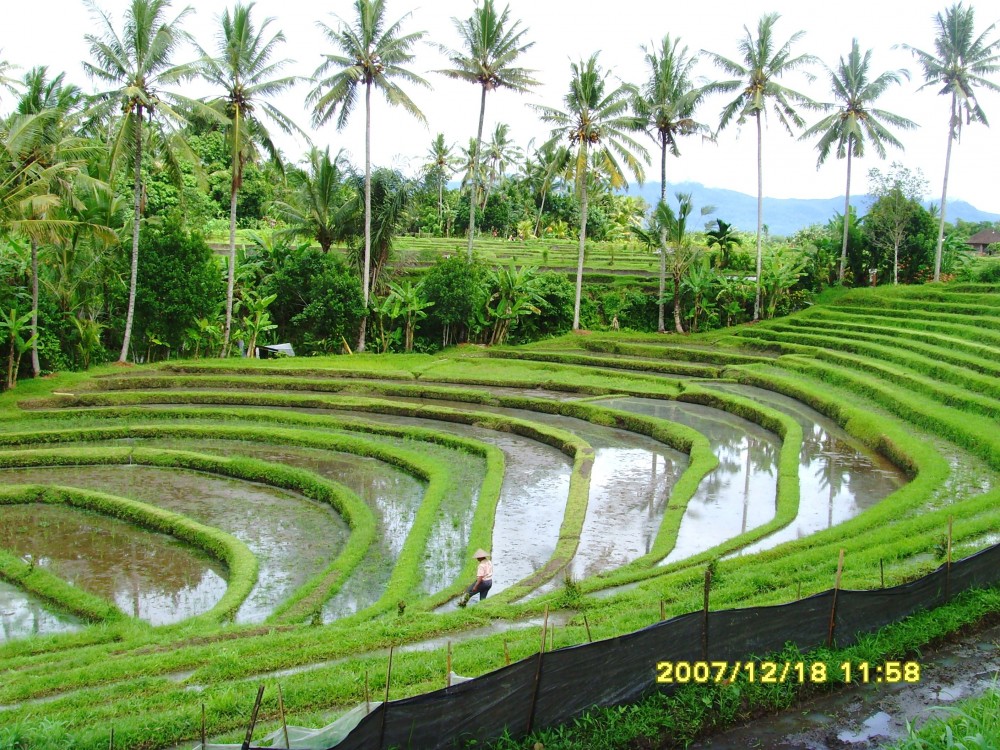 Bali Highlight Tours