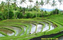 Rio Bali Tours