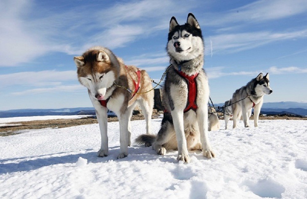 Rovaniemi Family Day: Snowmobiling, Husky Sleigh Ride & Ice Fishing