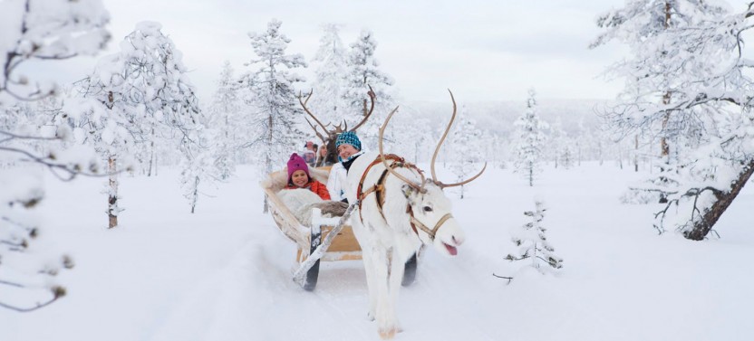 Forest Trail Reindeer Safari From Rovaniemi