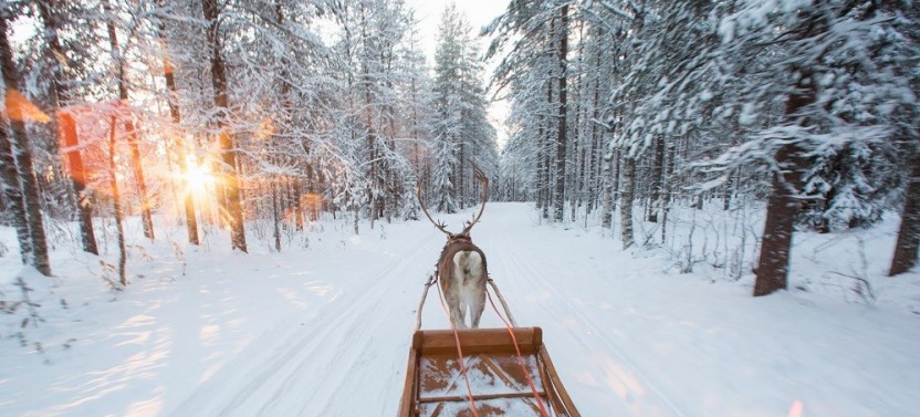 Forest Trail Reindeer Safari From Rovaniemi