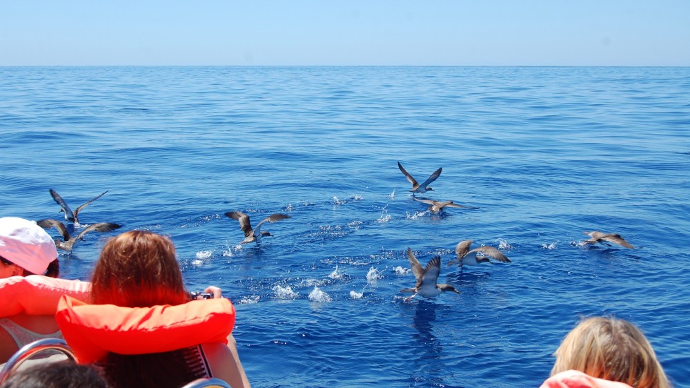 Azores Whale Watching TERRA AZUL