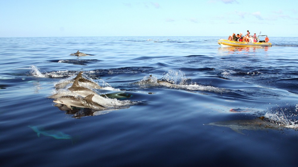 Azores Whale Watching TERRA AZUL