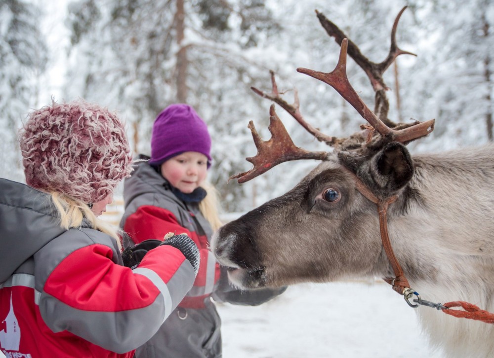 Snowmobile Safari To Reindeer And Husky Farms From Rovaniemi