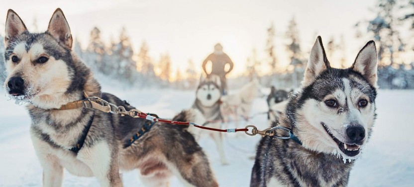 Snowmobile & Animals Day Tour at Santa's Arctic Wildlife Park