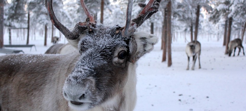 Snowmobile & Animals Day Tour at Santa's Arctic Wildlife Park