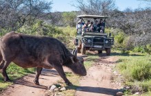 2 Day South African Wildlife Safari