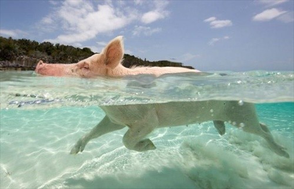 swimming pigs tour nassau