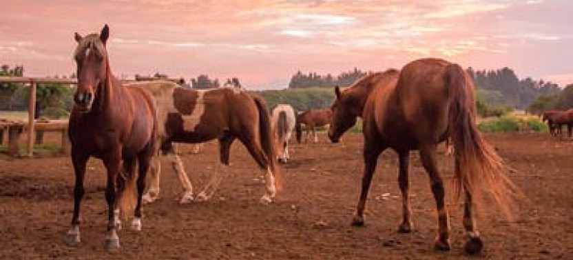 1.5 Hour Sunset Horseback Ride