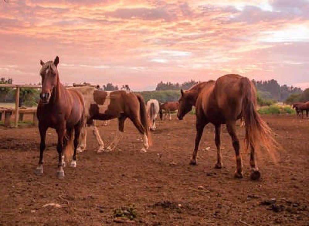 1.5 Hour Sunset Horseback Ride