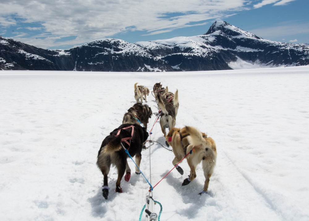 Norris Glacier Dog Sled Adventure