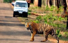 11 Day Madhya Pradesh Wildlife Tour