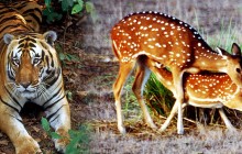 11 Day Madhya Pradesh Wildlife Tour