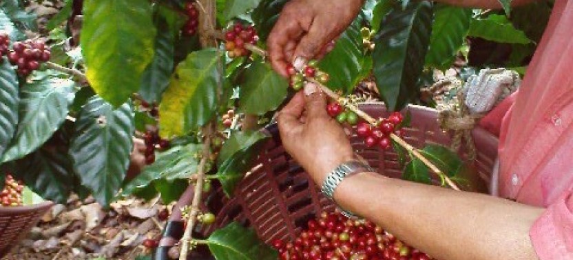 Jungle River Cruise and Coffee tour