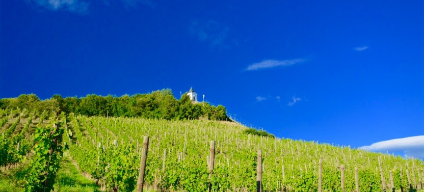 Private Winexpedition Tour from Ljubljana