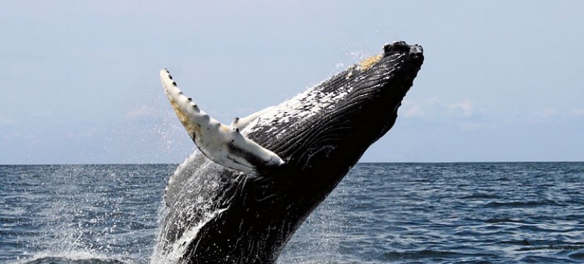 Whale Watching & Breakfast Cruise
