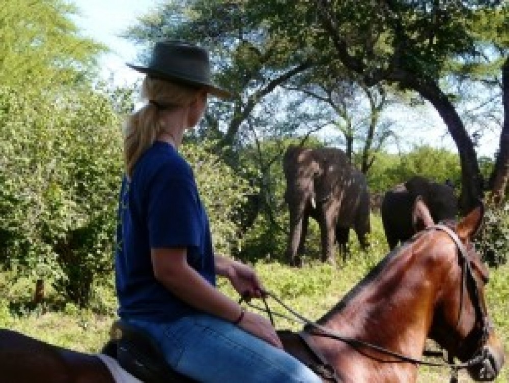 3 Hour Wildlife Horse Riding Tours