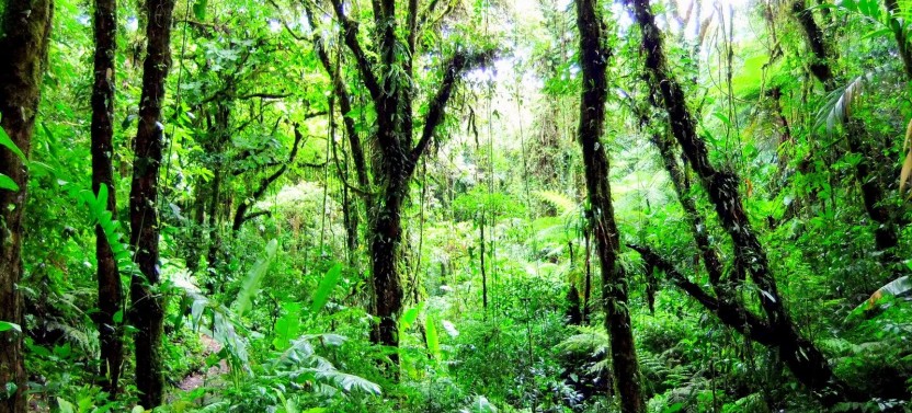 11 Day Costa Rica Highlights with Tamarindo + Arenal