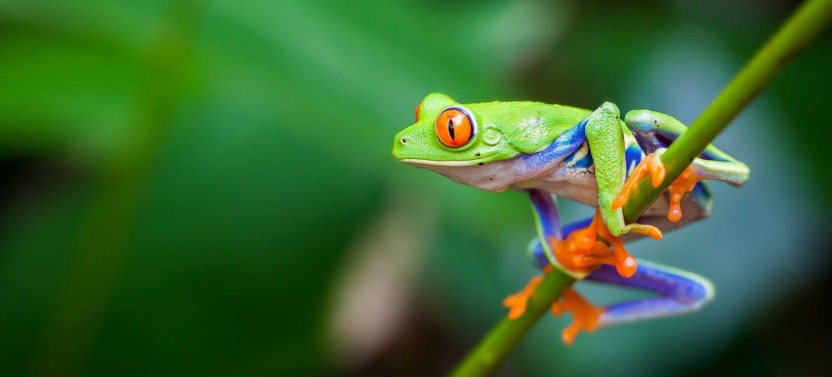 9 Day Costa Rica Rainforest Extravaganza with Puerto Jimenez